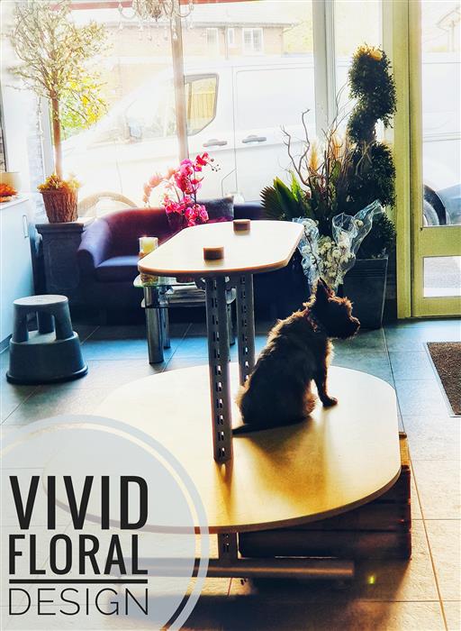 The shop dog waiting by the window at Vivid Floral Design
